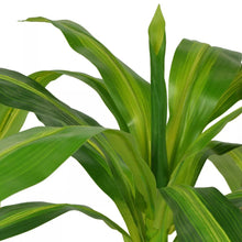 Load image into Gallery viewer, vidaXL Artificial Dracaena Plant with Pot 100 cm Green - MiniDM Store
